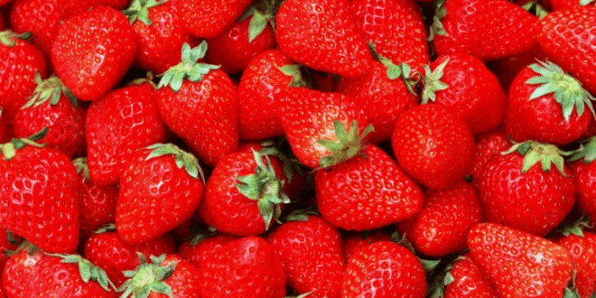 Вижте видео с ягоди под микроскоп: Не знам кога ще ги ям отново