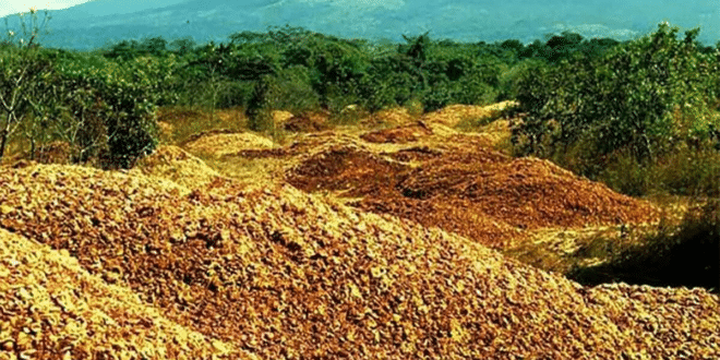 https://br.newsner.com/natureza/empresa-de-suco-despejava-cascas-de-laranjas-sobre-terreno-baldio-veja-os-impressionantes-resultados-16-anos-depois/