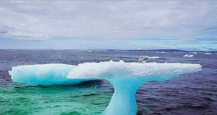 https://br.newsner.com/natureza/pescadores-notam-algo-estranho-em-cima-de-iceberg-e-logo-se-dao-conta-de-que-tem-de-agir-rapidamente/