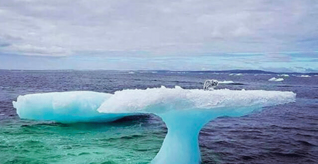 https://br.newsner.com/natureza/pescadores-notam-algo-estranho-em-cima-de-iceberg-e-logo-se-dao-conta-de-que-tem-de-agir-rapidamente/