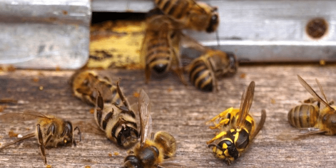 Пчелите изчезват прогресивно и вече знаем защо, а също и как можем да помогнем