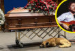 Куче се свива до ковчег по време на панихида: „Гордън обичаше кучета“