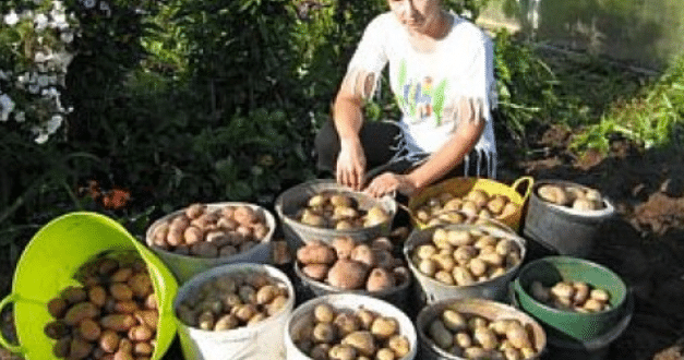 Ето как от 1 картоф да получите 15 кг реколта: Лесно е