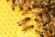 Как работи пчелното семейство – интересни факти