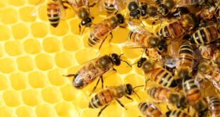 Как работи пчелното семейство – интересни факти