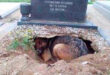 Кучето отказва да напусне гроба – тогава една жена се приближава и открива истината