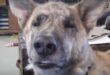 Видео с говорещо куче стана хит в YouTube (+ видео)