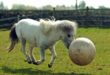 Понито Джефри може да играе футбол (снимка + видео)