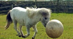 Понито Джефри може да играе футбол (снимка + видео)