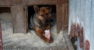 Позна собственика, изскимтя и се втурна в ръцете му