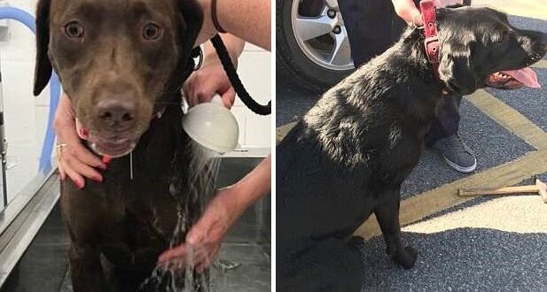Полицаи счупиха прозорец на кола, за да извадят оставени на жегата кучета