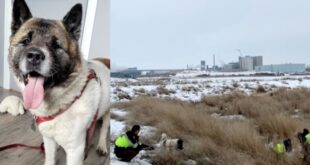 Куче спасява живота на собственика си с дни, бори се със студа и койотите