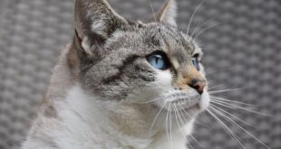Котка претърпя уникална операция: ветеринарни лекари му присадиха част от собствената му лакътна кост